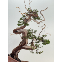 Juniperus sabina -sabina rastrera- A01368 vista 7