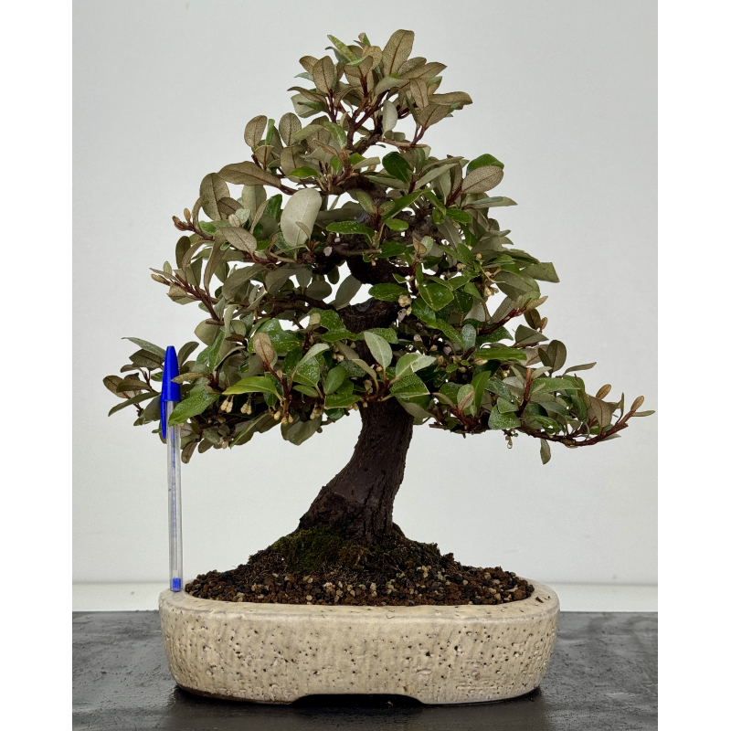 Elaeagnus pungens I-8205