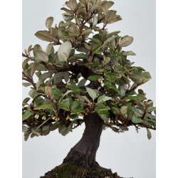 Elaeagnus pungens I-8205 vista 3