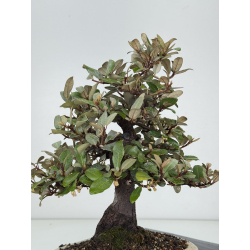 Elaeagnus pungens I-8205 vista 4