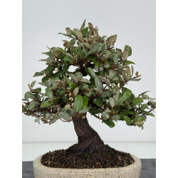 Elaeagnus pungens I-8205 vista 5