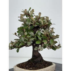 Elaeagnus pungens I-8205 vista 6