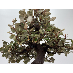 Elaeagnus pungens I-8205 vista 7