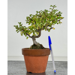 Chaenomeles chojubai I-8209