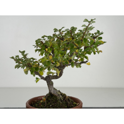 Chaenomeles chojubai I-8209 vista 2