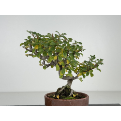 Chaenomeles chojubai I-8209 vista 3