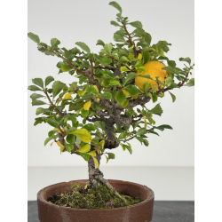 Chaenomeles chojubai I-8210 vista 2