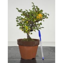 Chaenomeles chojubai I-8210