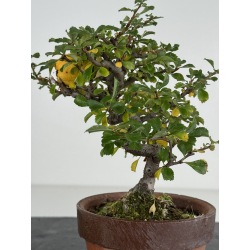 Chaenomeles chojubai I-8210 vista 3