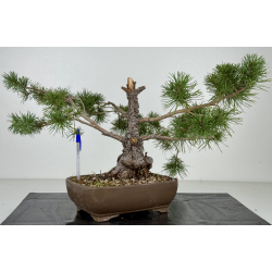 Pinus sylvestris -pino s- europeo- I-8211