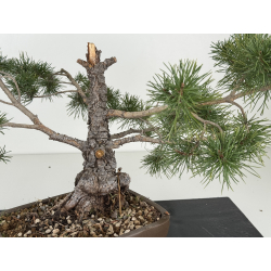 Pinus sylvestris -pino s- europeo- I-8211 vista 2