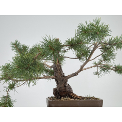 Pinus sylvestris -pino s- europeo- I-8211 vista 3