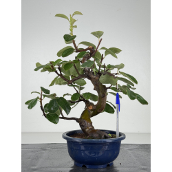 Pseudocydonia sinensis I-8212