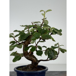Pseudocydonia sinensis I-8212 vista 3