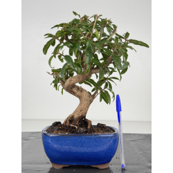 Punica granatum -granado- nejikan I-8213