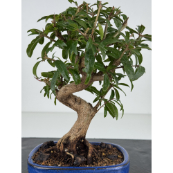 Punica granatum -granado- nejikan I-8213 vista 2