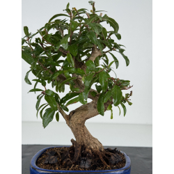 Punica granatum -granado- nejikan I-8213 vista 3