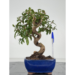 Punica granatum -granado- nejikan I-8214