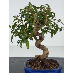 Punica granatum -granado- nejikan I-8214 vista 2