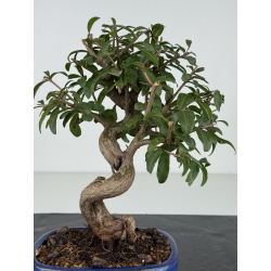 Punica granatum -granado- nejikan I-8214 vista 3