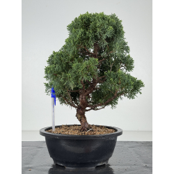 Juniperus chinensis kishu I-8215