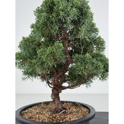 Juniperus chinensis kishu I-8215 vista 2