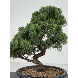 Juniperus chinensis kishu I-8215 vista 3