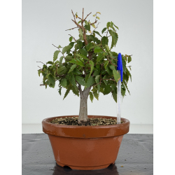 Zelkova serrata I-8216