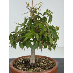 Zelkova serrata I-8216 vista 2