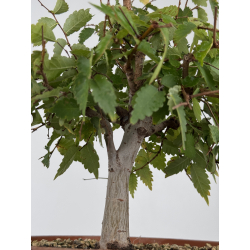 Zelkova serrata I-8216 vista 3