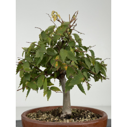 Zelkova serrata I-8216 vista 4