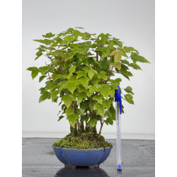 Acer buergerianum I-8218