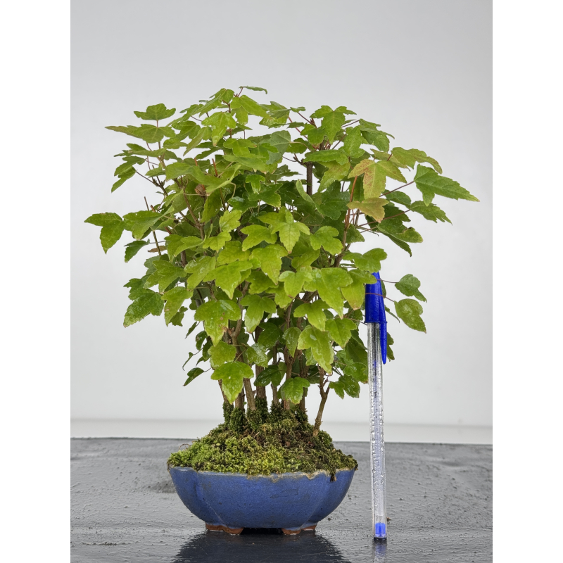 Acer buergerianum I-8218