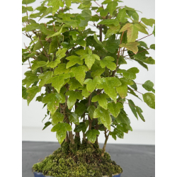 Acer buergerianum I-8218 vista 2