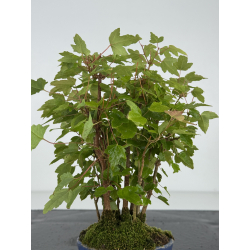 Acer buergerianum I-8218 vista 3