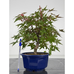 Acer palmatum deshojo I-8219