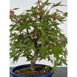 Acer palmatum deshojo I-8219 vista 2