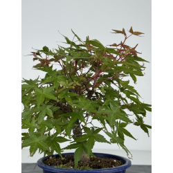 Acer palmatum deshojo I-8219 vista 3