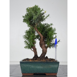 Taxus -tejo- media I-8220