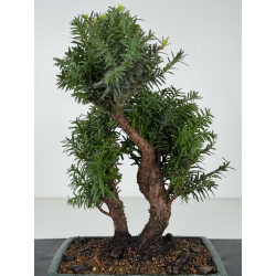 Taxus -tejo- media I-8220 vista 2
