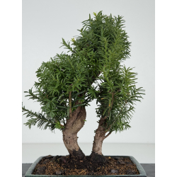 Taxus -tejo- media I-8220 vista 3