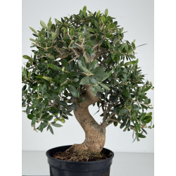 Olea europaea -olivo- I-8221 vista 2