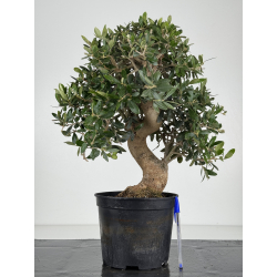 Olea europaea -olivo- I-8221
