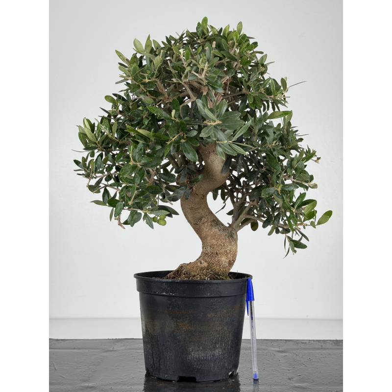Olea europaea -olivo- I-8221