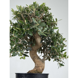 Olea europaea -olivo- I-8221 vista 3