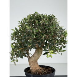 Olea europaea -olivo- I-8221 vista 4
