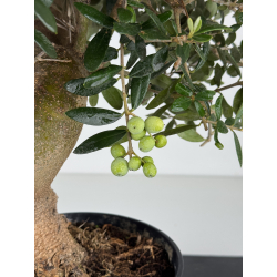 Olea europaea -olivo- I-8221 vista 5