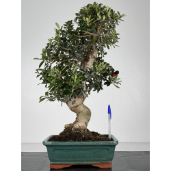 Olea europaea -olivo- I-8222