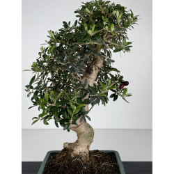 Olea europaea -olivo- I-8222 vista 2