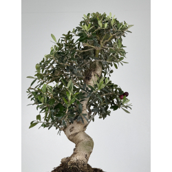 Olea europaea -olivo- I-8222 vista 3